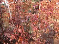 IMG_0036.webp