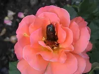 Gartenroseorange2.webp