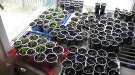 Tomaten 2012 004.webp
