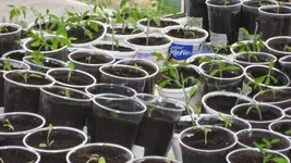 Tomaten 2012 006.webp