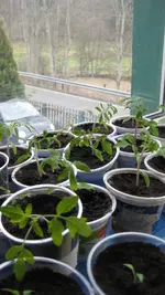 Tomaten 2012 008.webp