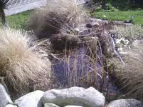 Gräser 17.03.2012.webp