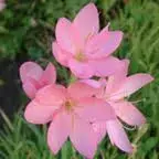 index.webp