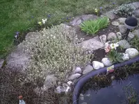 Teich1.18.03.2012.webp