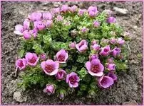 images.webp