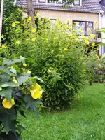IMGP4104.webp