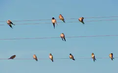 Copy of Februar 2011 369v.webp