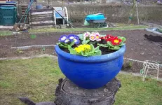 Primeln.webp