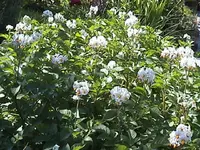Gartenkartoffeln2.webp