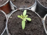 DSCN1599.webp