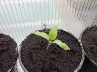 DSCN1601.webp