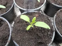 DSCN1608.webp