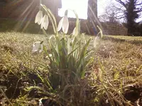 Galanthus1_12.webp