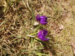 Crocus2_12.jpg