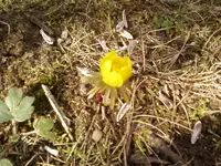 Eranthis1_12.webp