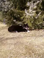 Felix2012.webp