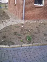ovalesBeet1_12.webp