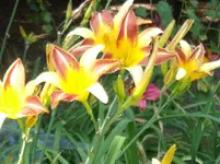 DSCF0056.webp