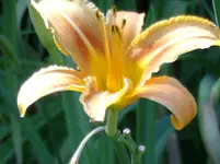 DSCF0071.webp