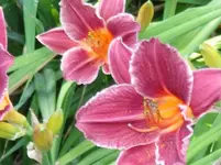 DSCF0082.webp