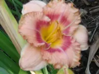 DSCF0083.webp