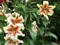 DSCF0100.webp