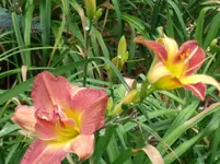 DSCF0101.webp