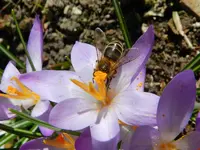 Biene-011.webp