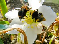 Hummel-017.webp