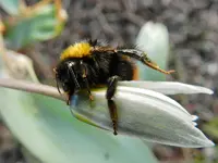 Hummel-015.webp