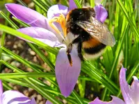 Hummel-018.webp