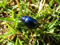 Blauer Käfer120_Bildgröße ändern.webp