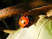 Marienkäfer-115_Bildgröße ändern.webp