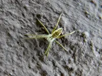 Spinne-021.webp