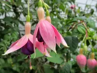 Fuchsie.webp