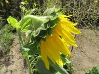 vom Winde verweht- Sonnenblume.webp