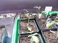 P1020244.webp