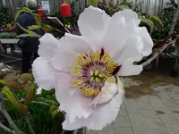 P1030425.webp