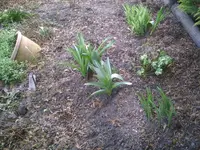 Beet am Pool fertig.20.03.2012.webp