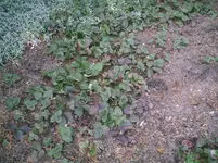 Erdbeeren.20.03.2012.webp