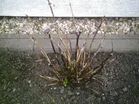 Hortensie.20.03.2012.webp