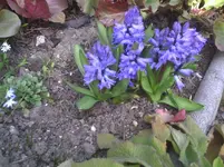 Hyazinthen.20.03.2012.webp