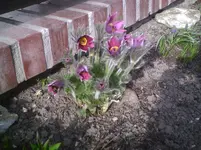Küchenschelle.20.03.2012.webp