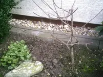 Rispenhortensie.20.03.2012.webp