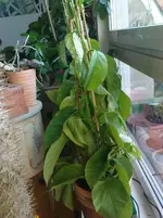 DSC01164.webp