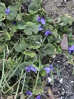 DSC00012.webp