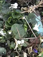DSC00013.webp