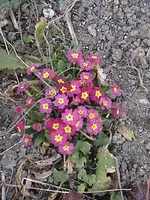 DSC00014.webp
