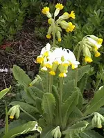 Gartenschlüsselblume.webp
