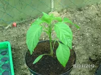 k-BILD0594.webp